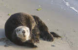 Sea otter out of the water