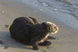 Sea otter moves to the water