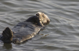 Sea Otter in the water