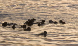 Sea Otters at  Dawn