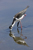 Black-necked Stilt,feeding