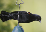 Red-winged Blackbird,male