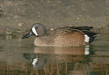 Blue-winged Teal,male