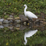 Snowy Egret with reflections