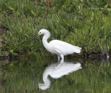 Snowy Egret in water
