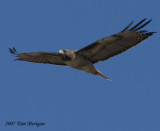 Red-Tailed Hawk in flight