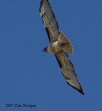 Red-tailed Hawk in flight from below