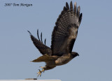 3.Red-tailed Hawk Flight Sequence