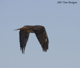 4.Red-tailed Hawk Flight Sequence