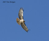 Red-tailed Hawk from below