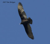 Turkey Vulture