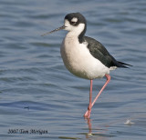 Black-necked Stilts