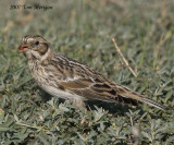 Lapland Longspur with berry