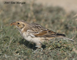 Lapland Longspur with berry
