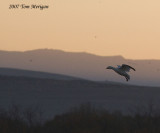 Goose in flight at dawn