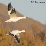 Snow geese in flight