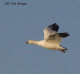 Snow goose in flight
