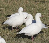 Rosss geese