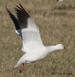 Rosss goose in flight