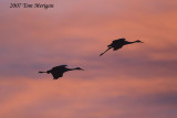 Sandhill cranes at night return