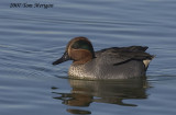 Green-winged teal,male