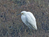 Snowy Egret