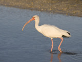 White Ibis