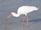 White Ibis gets crab