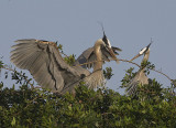 Great Blue Herons with Nesting behaviour