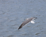 Laughing Gull in flight,first winter