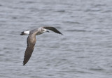 Laughing Gull