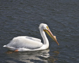 American White Pelican in full breeding plumage