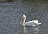 American White pelican in full breeding plumage