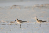 Black-bellied Plovers,non breeding plumage