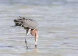 Reddish Egret