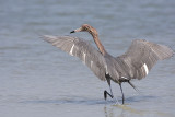 Reddish Egret