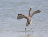 Reddish Egret