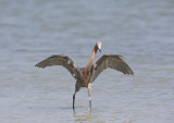 Reddish Egret