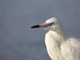 Reddish Egret,white morph
