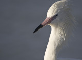 Reddish Egret,white morph