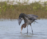 Reddish Egret