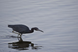 Little Blue Heron