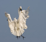 Great Egret landing