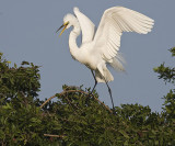 Great Egret landed