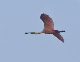 Roseate Spoonbill in flight