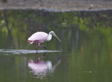 Roseate Spoonbill
