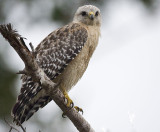 Red-shouldered Hawk