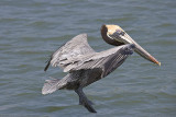 Brown Pelican in the air