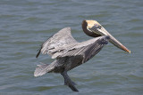 Brown Pelican in the air