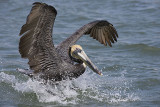 Brown Pelican landing